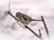 Out on a limb