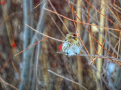 Redpoll