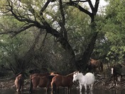 Salt River Canyon Wilderness Area