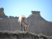 Badlands National Park