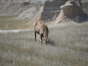 Badlands National Park