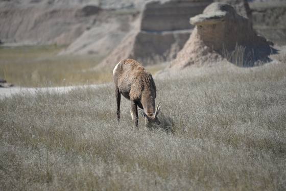 Badlands National Park