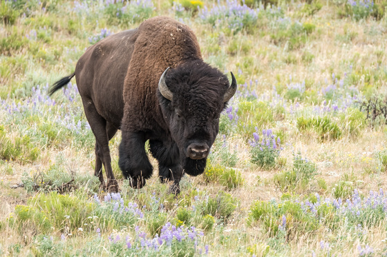Yellowstone National Park