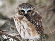 northern saw-whet owl