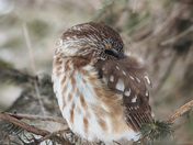 northern saw-whet owl