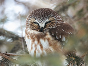 northern saw-whet owl