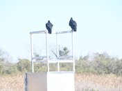 Brazoria Wildlife Refuge