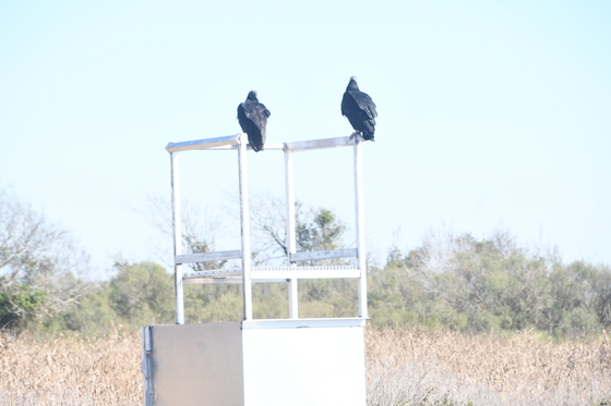 Brazoria Wildlife Refuge