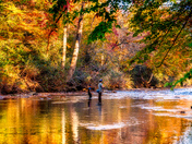 Pisgah National Forest