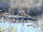 Brazoria national wildlife refuge