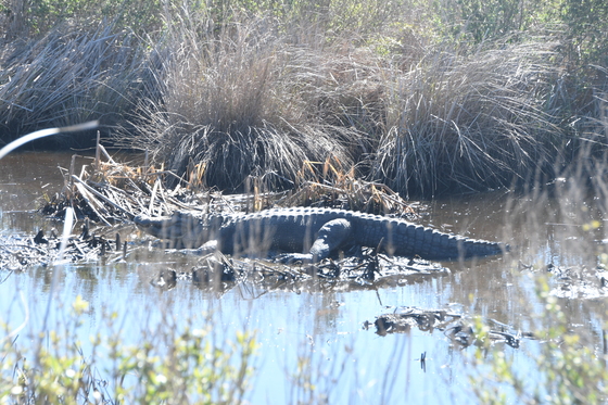 Brazoria national wildlife refuge