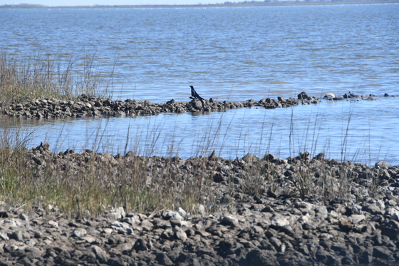 Brazoria National Wildlife Refuge