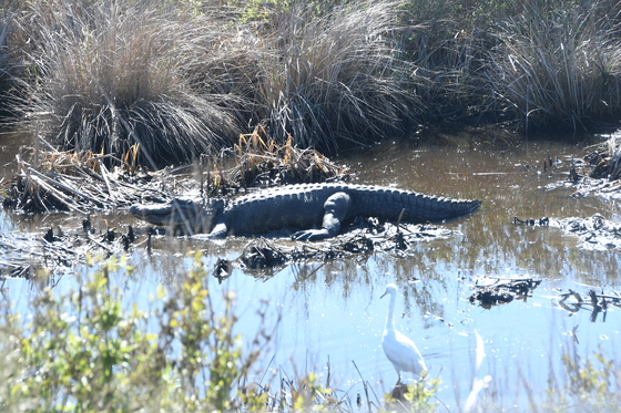 Brazoria National Wildlife Refuge