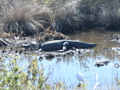 Brazoria national Wildlife Reguge