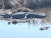 Brazoria National Wildlife Refuge