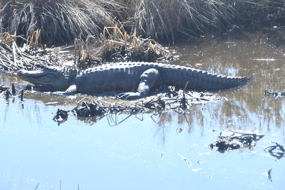 Brazoria National Wildlife Refuge