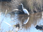 Brazoria National wildlife Refuge
