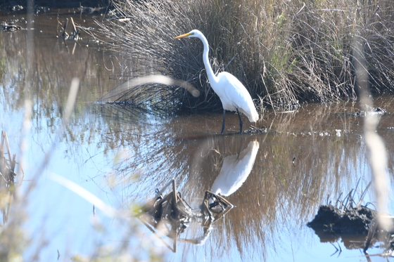 Brazoria National wildlife Refuge