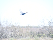 Brazoria National Wildlife Refuge