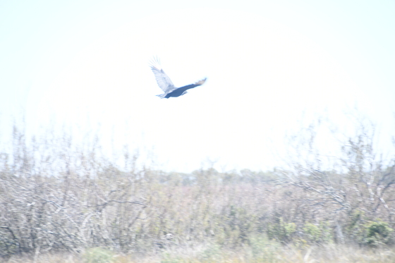 Brazoria National Wildlife Refuge