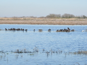 Brazoria National Wildlife Refuge