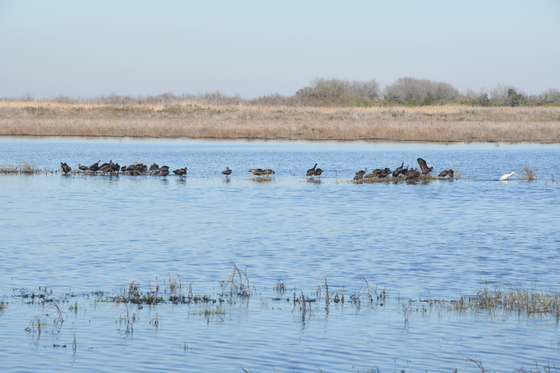 Brazoria National Wildlife Refuge