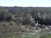 Brazoria National Wildlife Refuge
