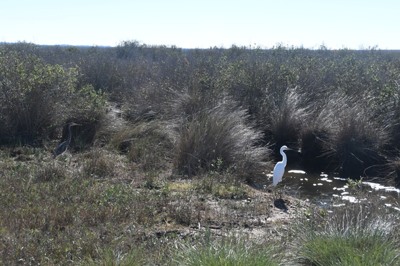 Brazoria National Wildlife Refuge