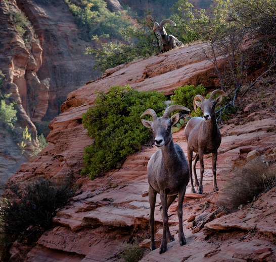 Zion National Park