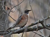 A Beautiful Robin