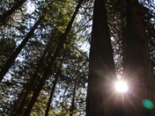 Trail of Cedars, Glacier National Pak