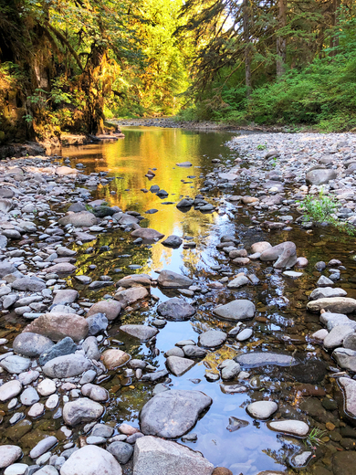 Willamette National Forest