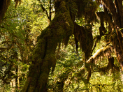 HOH RAIN FOREST