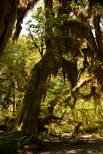 HOH RAIN FOREST