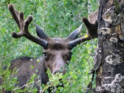 Roosevelt National Forest