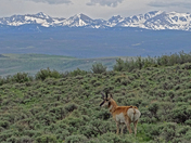 Bull Mountain, BLM
