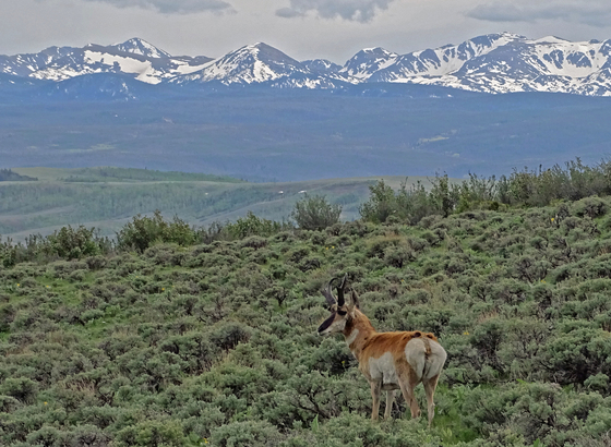 Bull Mountain, BLM