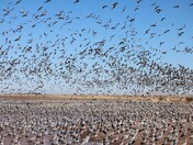 Az. Fish & Wildlife