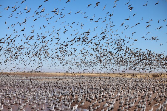 Az. Fish & Wildlife