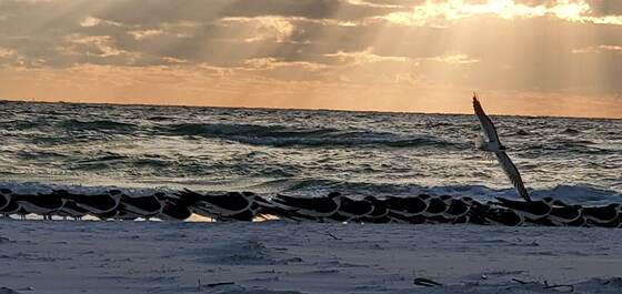 Fort DeSoto