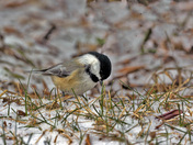 Black-capped Chickadee