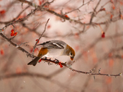 Pine Grosbeak