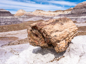 Petrified Forest National Park