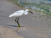 Gulf Shores National Seashore