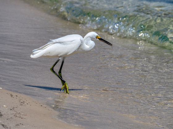 Gulf Shores National Seashore