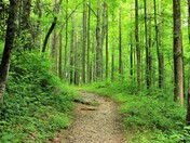 Great Smoky Mountains National Park