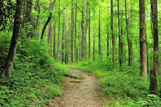 Great Smoky Mountains National Park