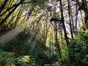 Redwood National Park