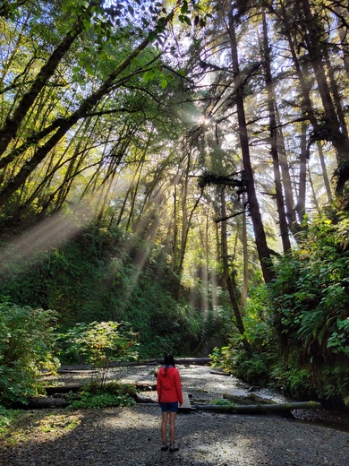 Redwood National Park
