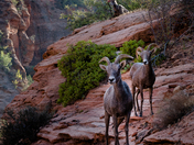 Zion National Park